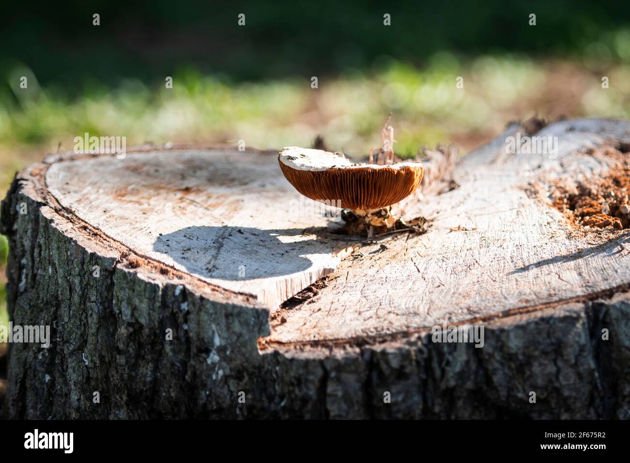 Im hellen Herbst wächst auf dem Stumpf der Wildpilz Sonnenlicht Stockfoto