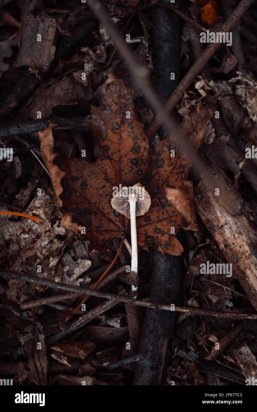 Geschnittene Pilze liegen auf braunem Ahornblatt. Schöne Waldstruktur von Laub. Stockfoto