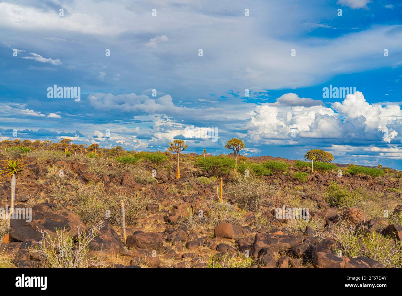 Köcherbäume in warmem Licht, Hintergrund blauer Himmel mit schönen Wolken bei Keetmanshoop, Namibia Stockfoto