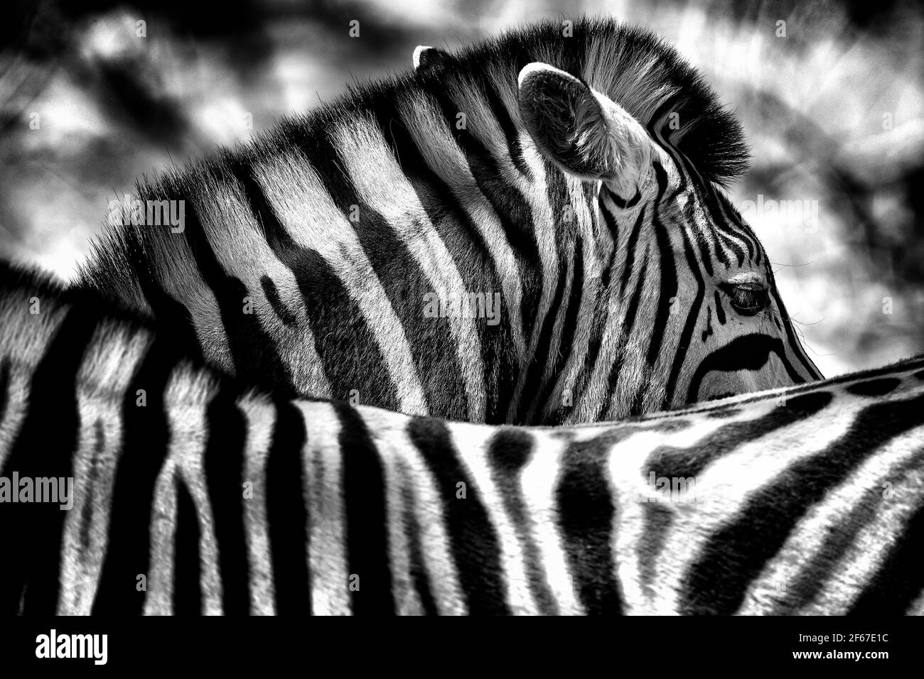 Wildlife Löwe Südafrika Zebra während der 2017 FIA Gumtree World Rx of South Africa auf dem Killarney International Raceway 10. Bis 12. november - Foto Paulo Maria / DPPI Stockfoto