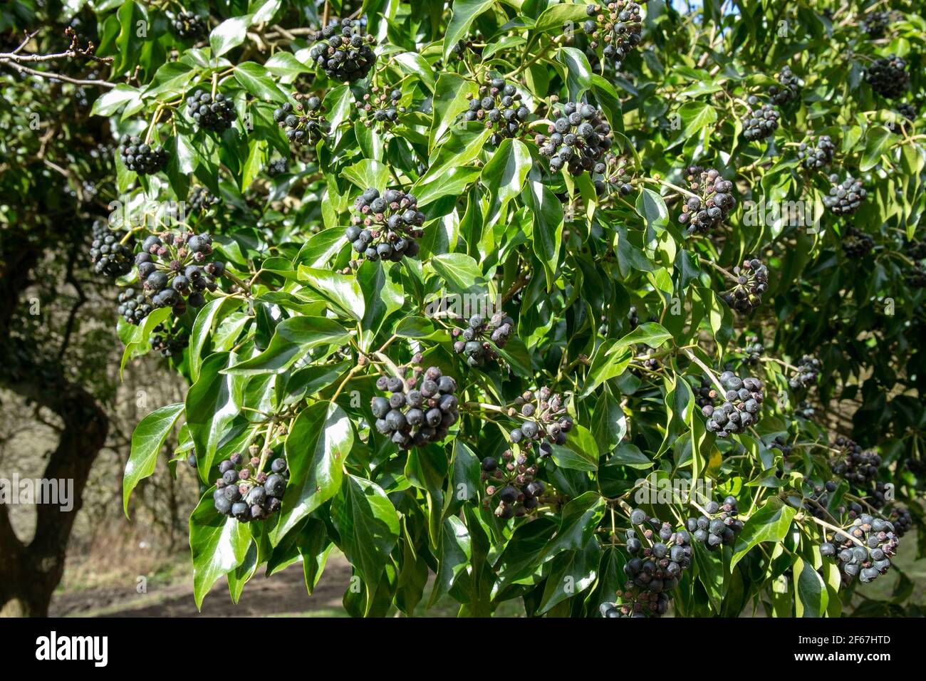 Grüne Blätter und schwarze Früchte von englischem Efeu, gewöhnlicher Efeu (Hedera Helix). Stockfoto