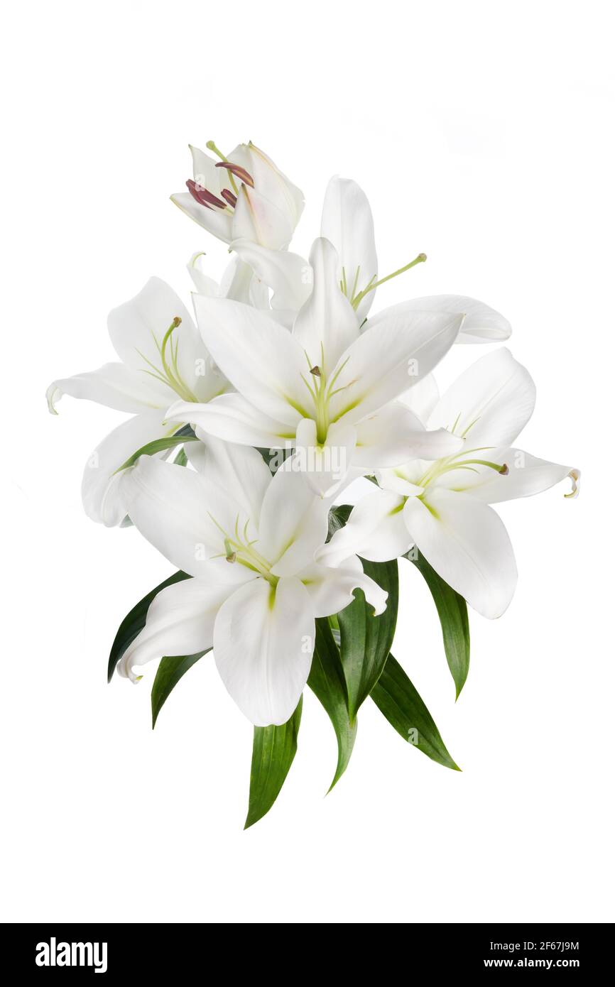 Schöne weiße Lilie isoliert auf weißem Hintergrund. Stockfoto