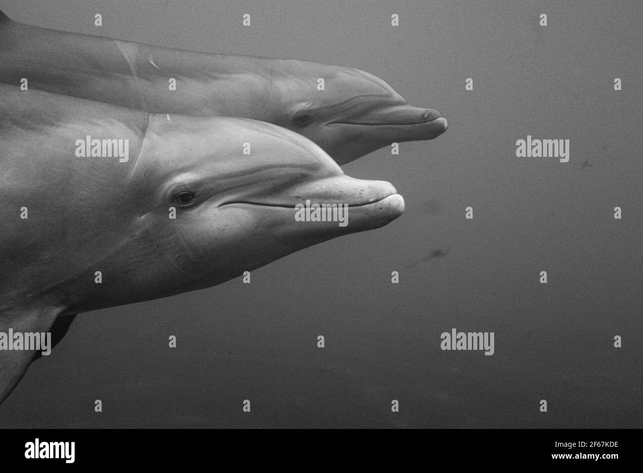 Zwei Delfine schwimmen vorbei Stockfoto