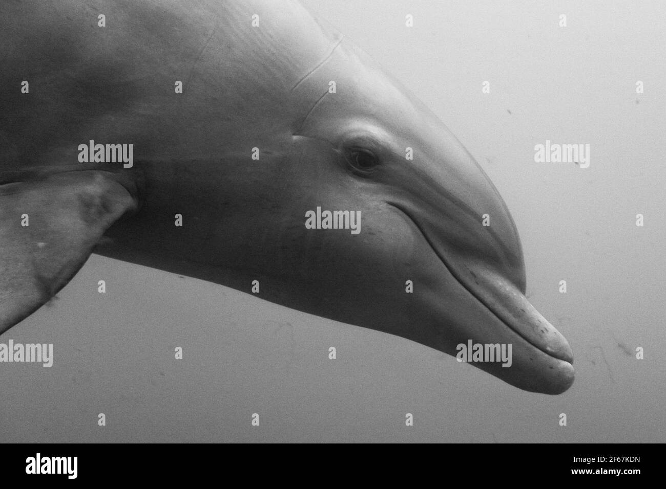 Nahaufnahme eines Delphins unter Wasser Stockfoto