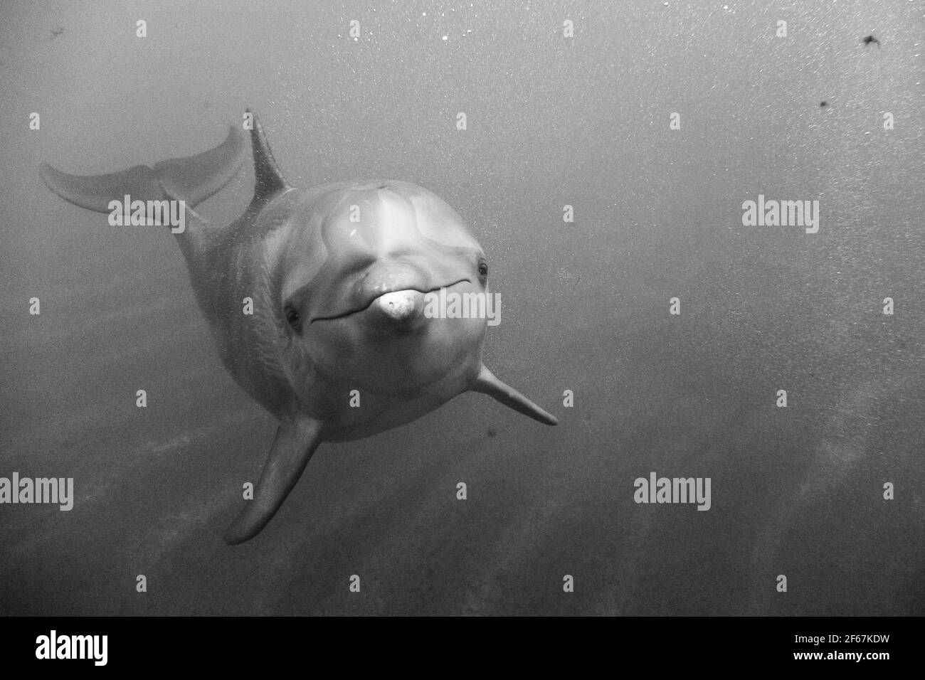 Unterwasserdelfin starrt in die Kamera Stockfoto