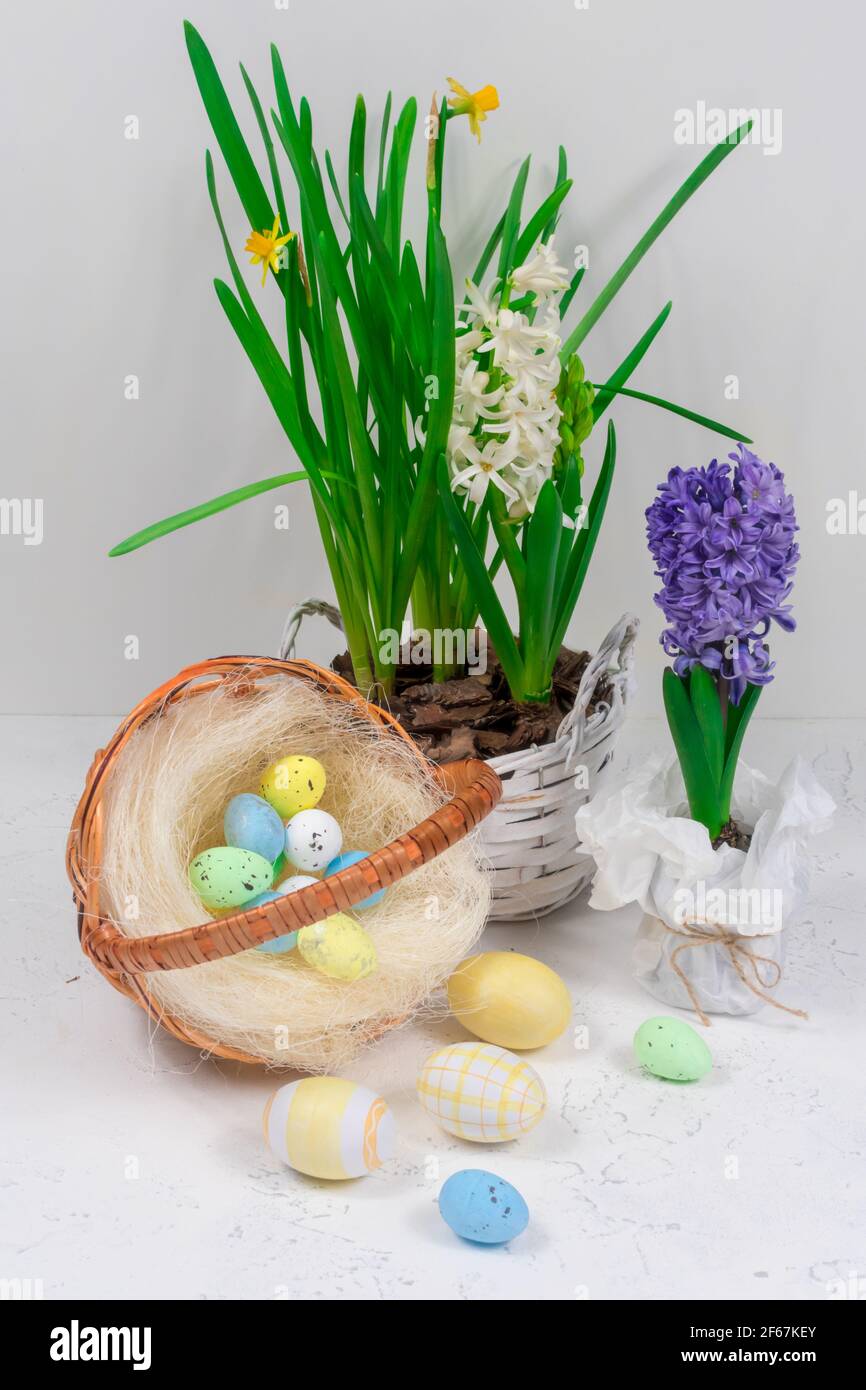 Osterfeiertagskonzept. Korbkorb mit Wachteleiern auf einem Hintergrund aus gelben Narzissen und blauen Hyazinthen auf einem weißen Tisch. Stockfoto