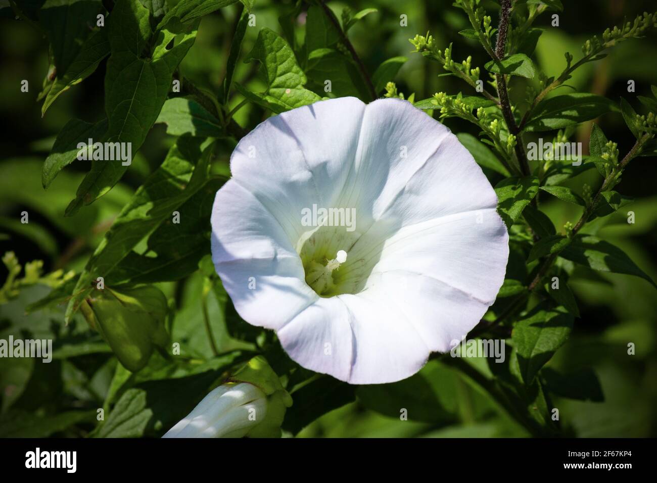 Hedge Bindweed hat eine einheimische subkosmopolitische Verbreitung in den gemäßigten nördlichen und südlichen Hemisphären. Ich wächst als Rebe über anderem Plan. Stockfoto