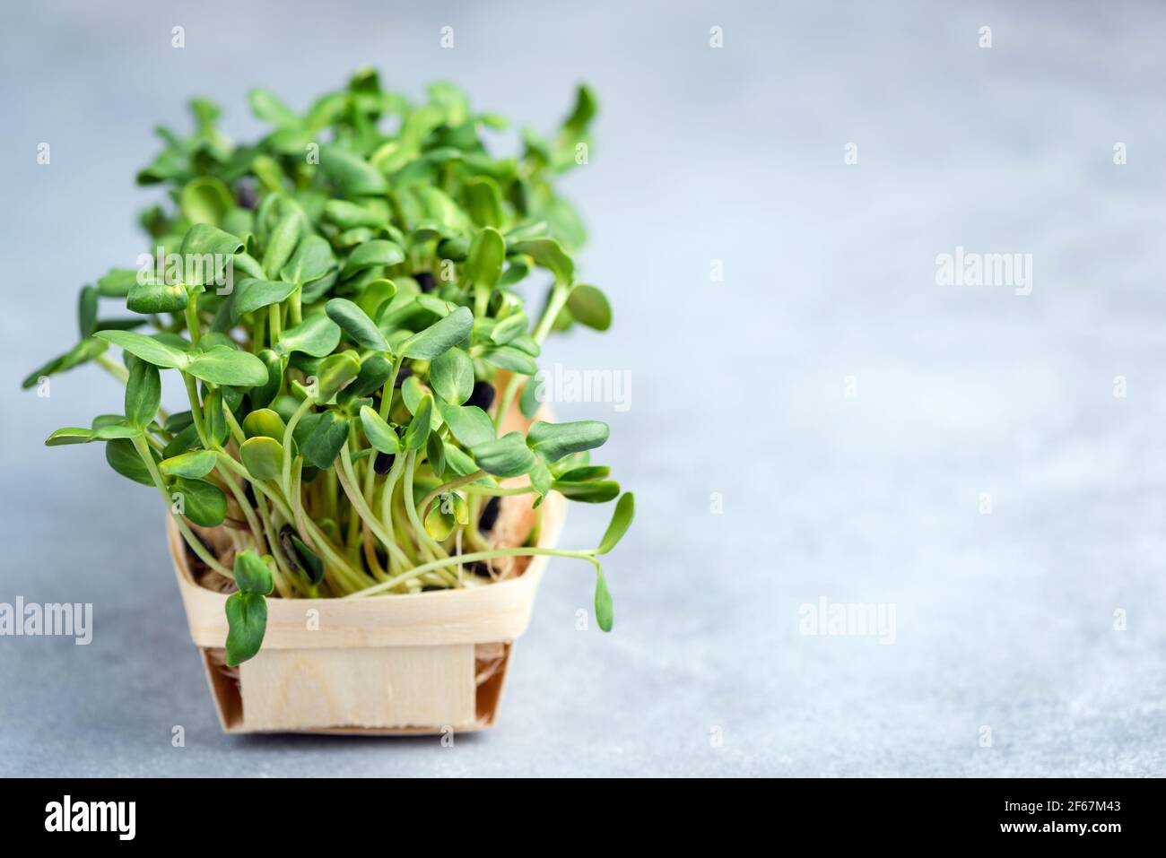 Micro Greens Sprossen im Korb isoliert auf Beton Hintergrund mit Kopieplatz. Home Gardening, vegan grün gesundes Lifestyle-Konzept. Sämling Stockfoto