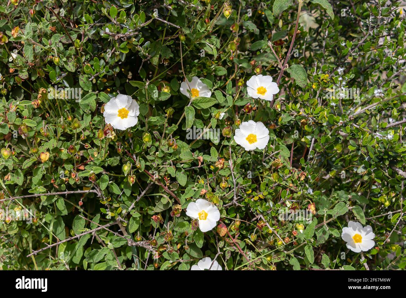 Cistus salviifolius, gebräuchliche Namen Salbei-leaved Rock-Rose, Salvia cistus oder Gallipoli Rose, ist ein Strauch der Familie Cistaceae. Stockfoto