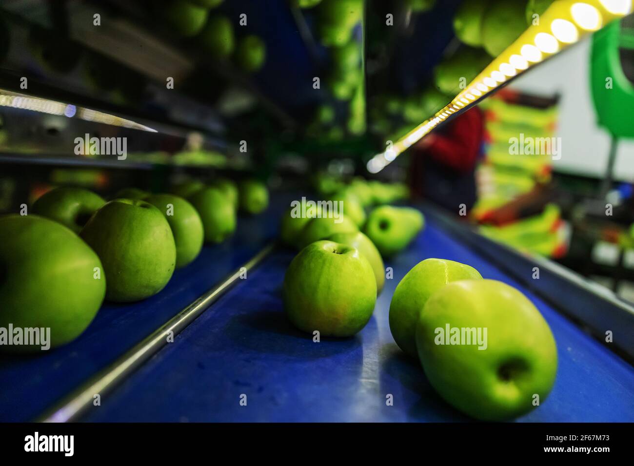 Transport von frisch geernteten Äpfeln in einer Lebensmittelfabrik zum Verkauf. Grüner Apfel. Stockfoto