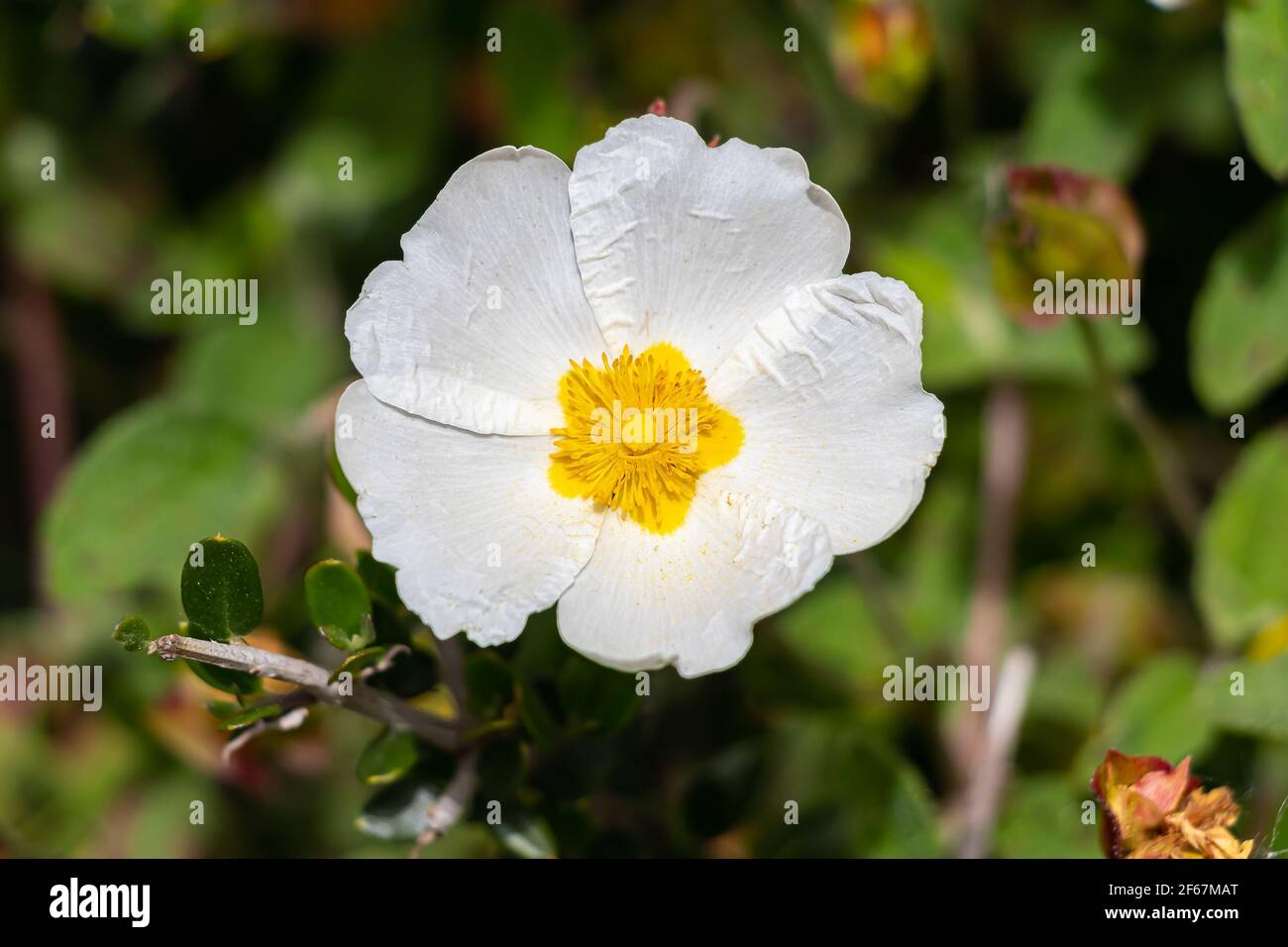 Cistus salviifolius, gebräuchliche Namen Salbei-leaved Rock-Rose, Salvia cistus oder Gallipoli Rose, ist ein Strauch der Familie Cistaceae. Stockfoto