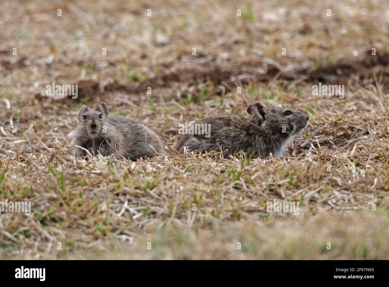 Abessinian Grass Rat (Arvicanthis abyssinicus) zwei Erwachsene auf spärlichen Grasland Bale Mountains NP, Äthiopien April Stockfoto