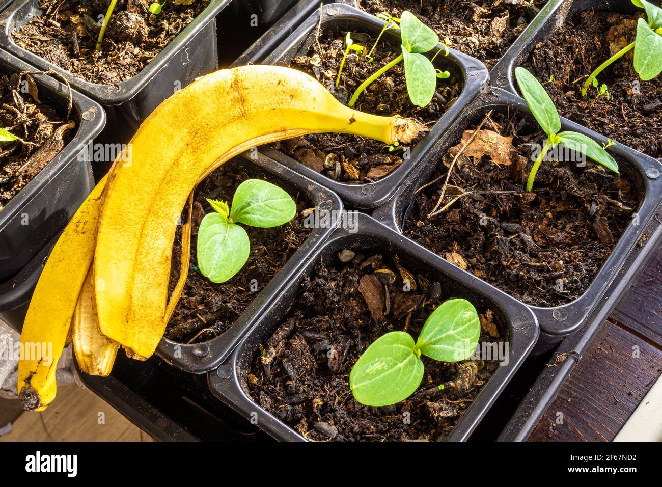 Gurken-Sämlinge und Bananenschalen Stockfoto