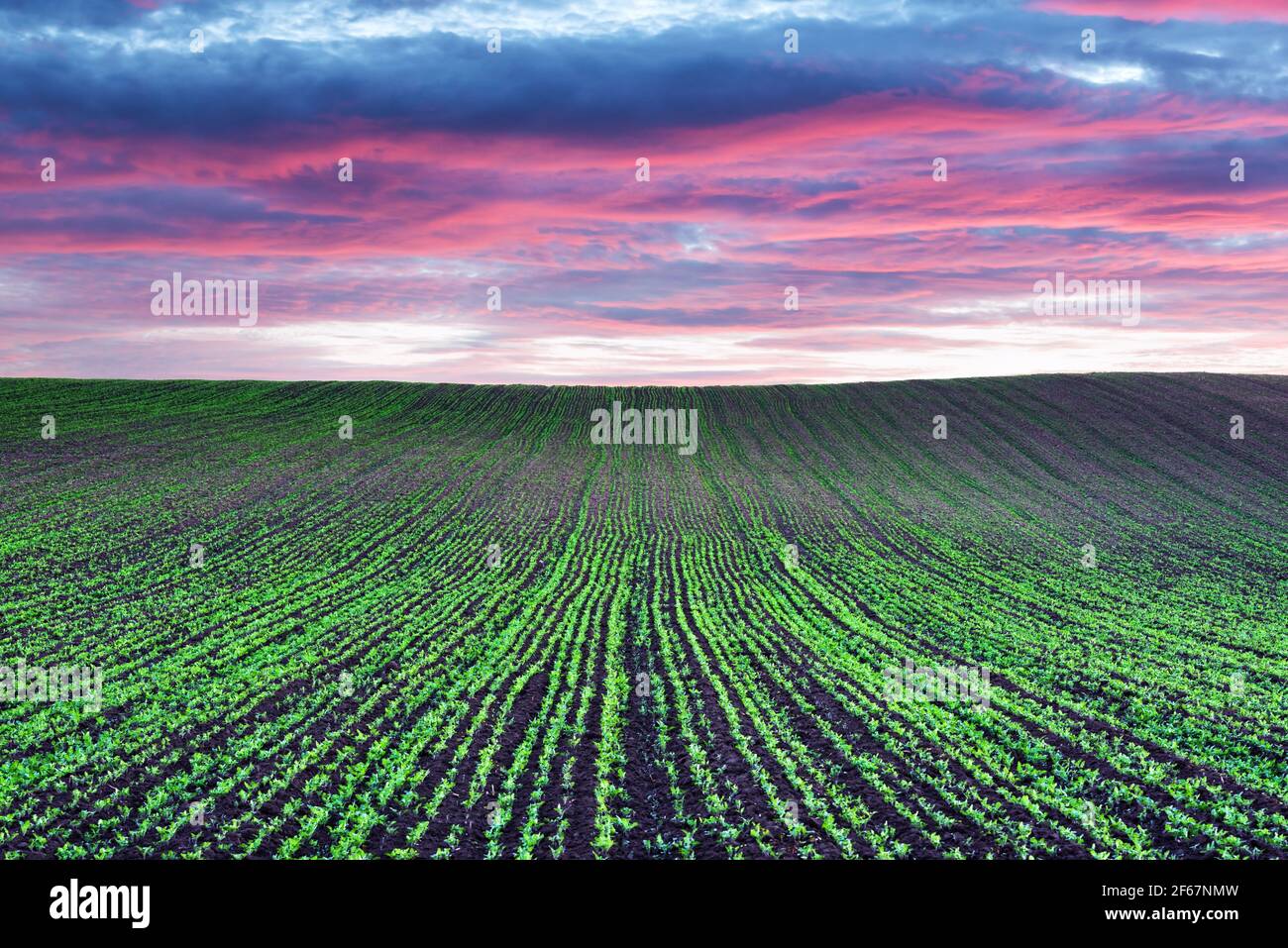 Abstrakte ländliche Landschaft mit landwirtschaftlichen Feldern Stockfoto