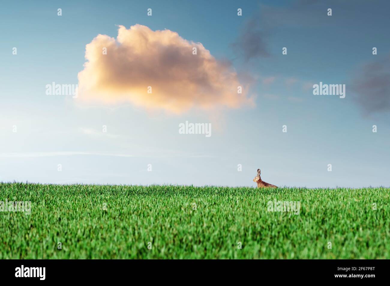 Kleiner grauer Hase im grünen Gras Stockfoto