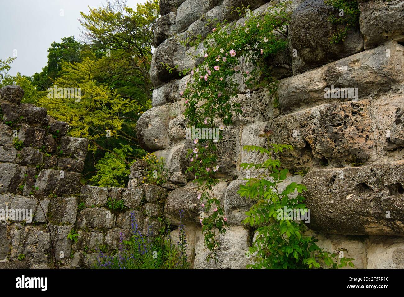 An den alten Wänden der wachsen verschiedene Wildpflanzen Ruinen der Burg Hohengundelfingen Stockfoto