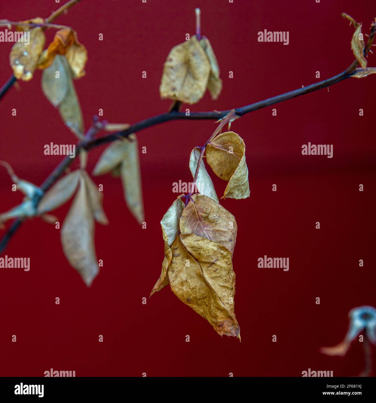 Ein winterliches Rosenbuschblatt wird durch das kastanienbraune Seitengleis eines nahe gelegenen Gebäudes in Ankeny, Iowa, hervorgehoben. Stockfoto