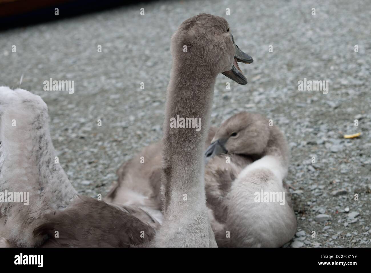 Mute Swan Cygnets im Lake District Stockfoto