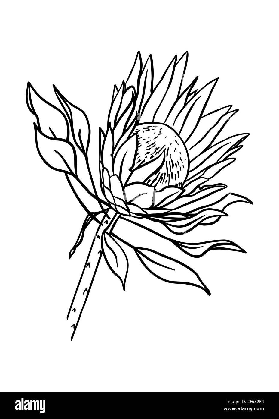 Umriss der protea Knospe. Vektor-isoliertes Clipart. Minimales monochromes, handgezeichnetes botanisches Design. Stock Vektor