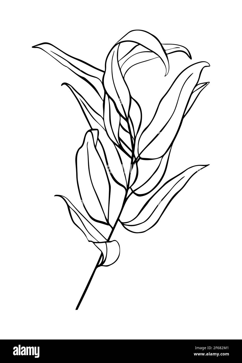 Isolierter Eukalyptuszweig auf weißem Hintergrund. Konturzeichnung von Hand. Doodle-Stil Stock Vektor