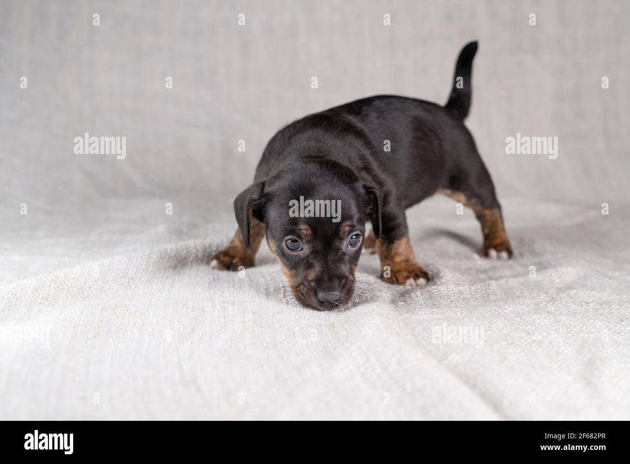 Braun mit schwarzem Jack Russell Terrier Hundewelpe. Sieht neugierig aus, von der Seite gesehen. Cremefarbener Hintergrund. Stockfoto
