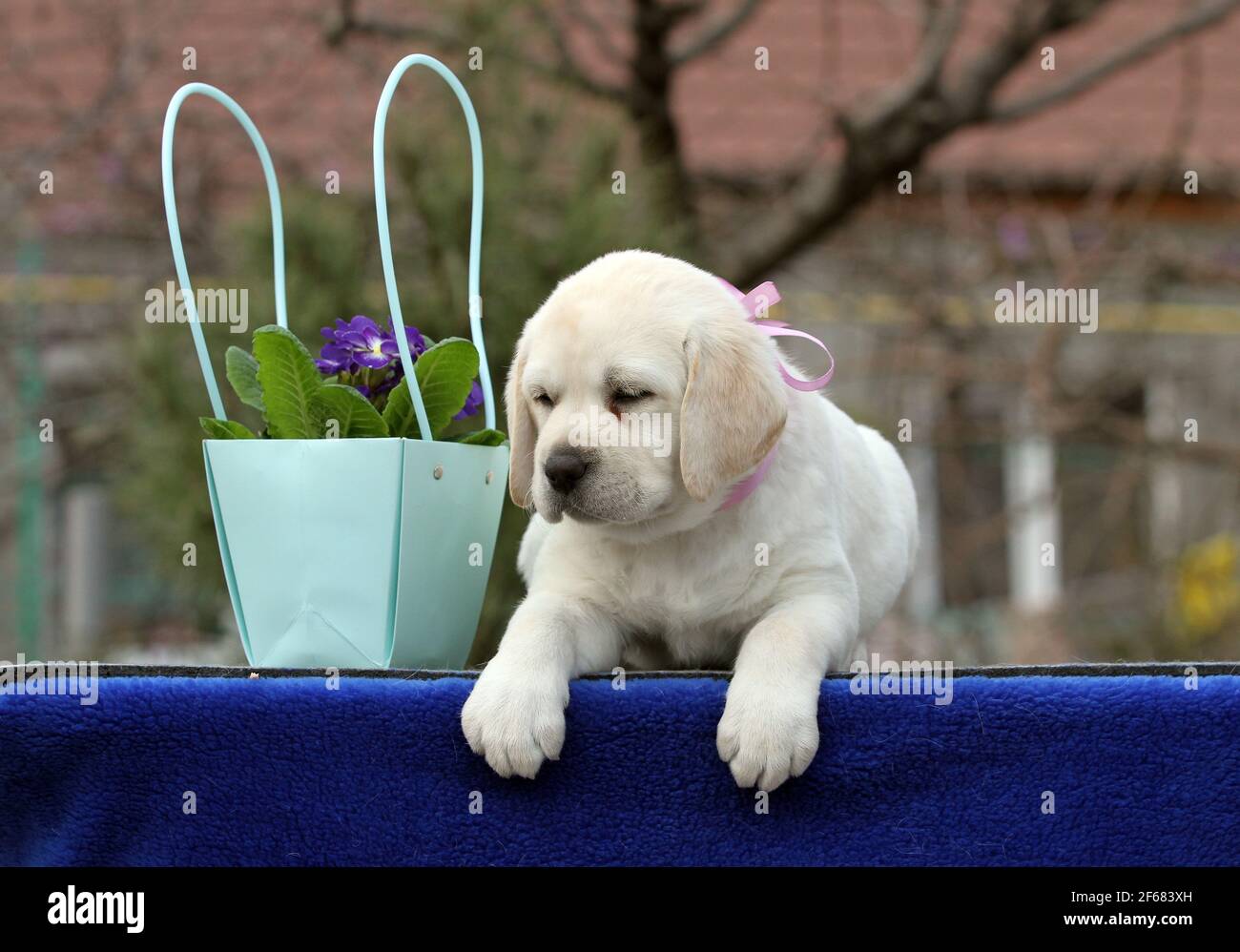 Schöne süße gelbe labrador Welpen auf dem blauen Hintergrund Stockfoto