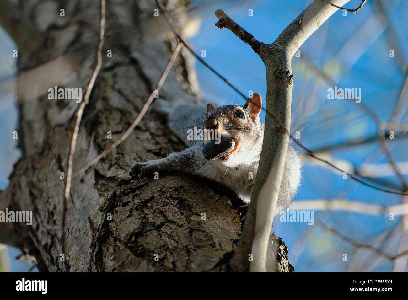 Ein Eichhörnchen in einem Baum trägt eine große Nuss in Sein Mund Stockfoto