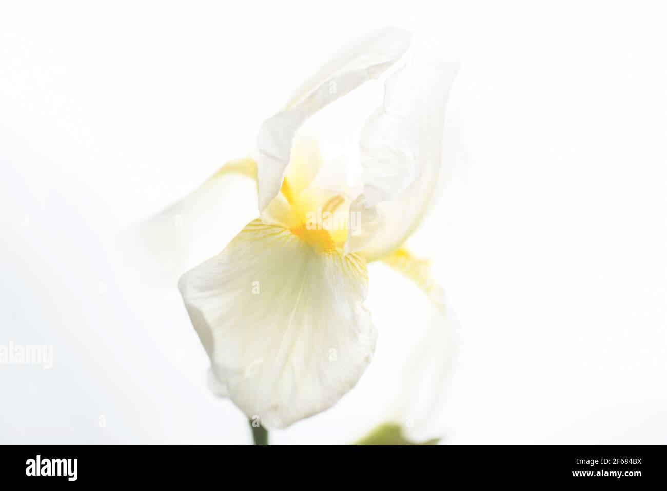 Blume Iris Nahaufnahme Ästhetik weiße Farbe Stockfoto