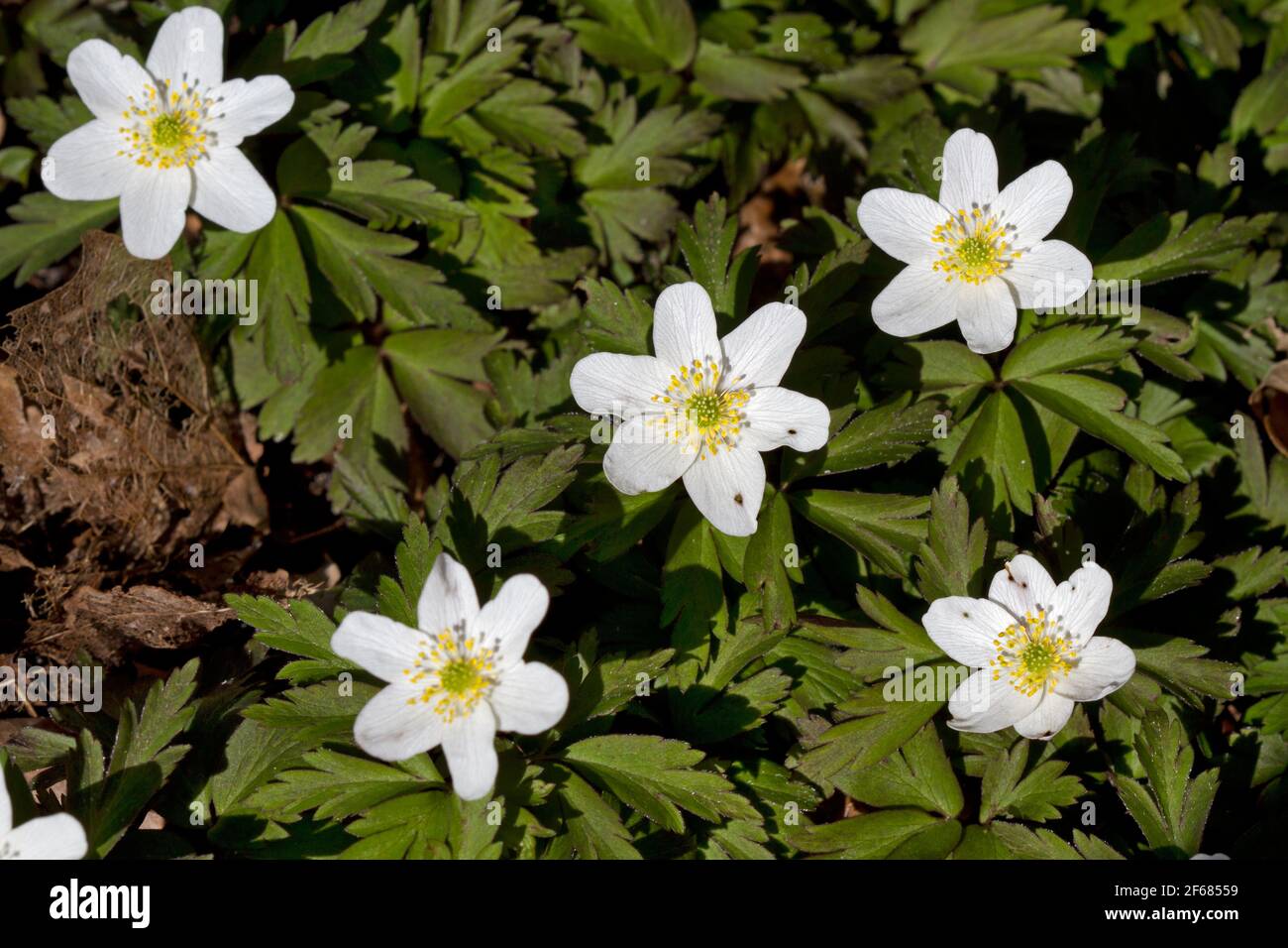 Fünf weiße Blüten von Windflower oder Thimbleweed im frühen Frühjahr Stockfoto