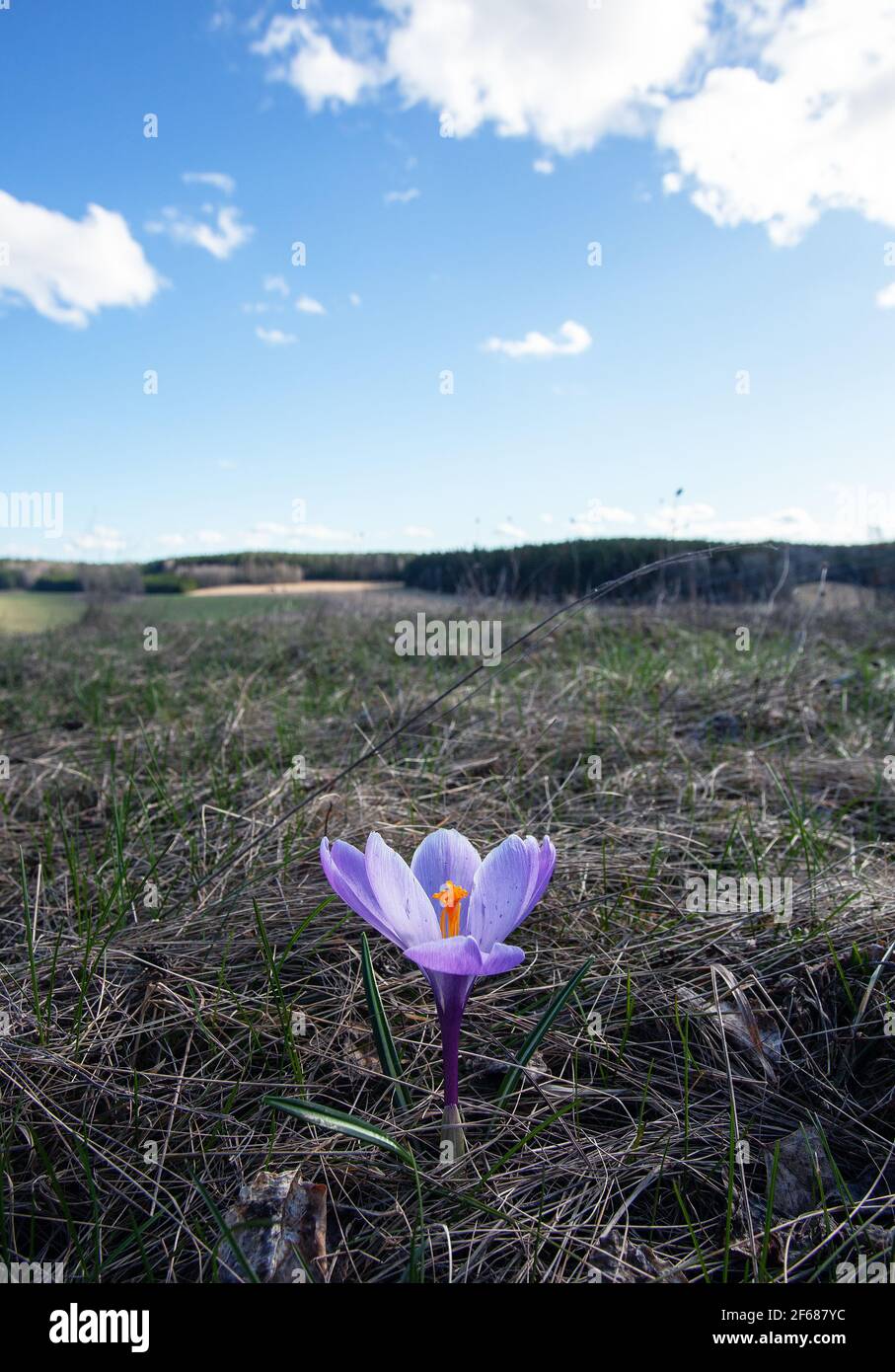 Nahaufnahme eines wilden Krokus (Crocus tommasiniánus), der in einer schwedischen Landschaft wächst Stockfoto