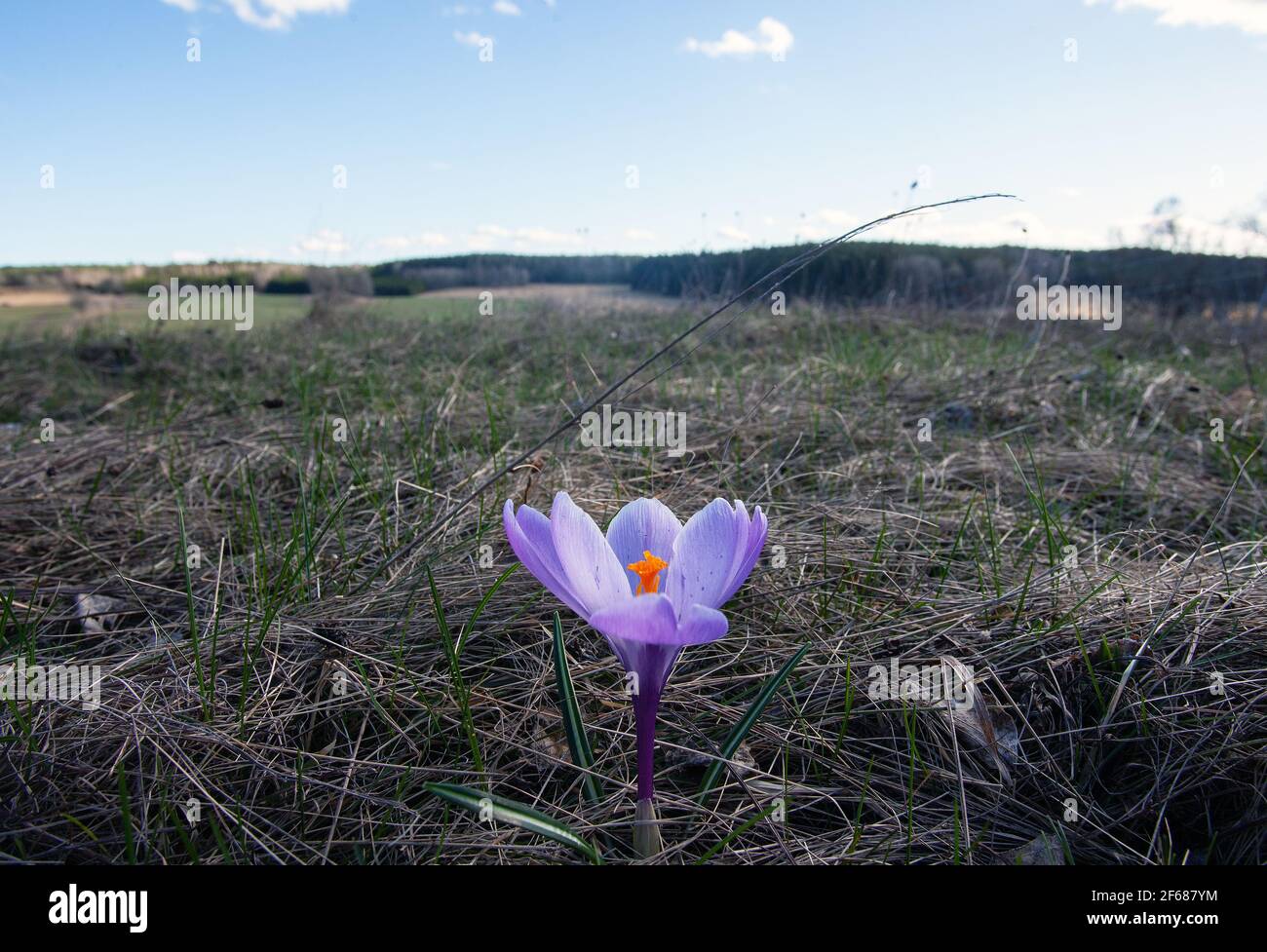 Nahaufnahme eines wilden Krokus (Crocus tommasiniánus), der in einer schwedischen Landschaft wächst Stockfoto