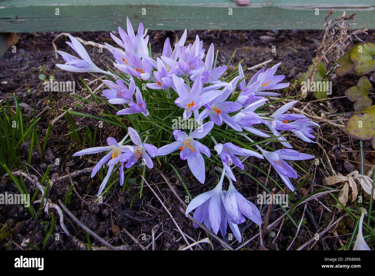 Krokusblüten (Crocus vernus) Stockfoto