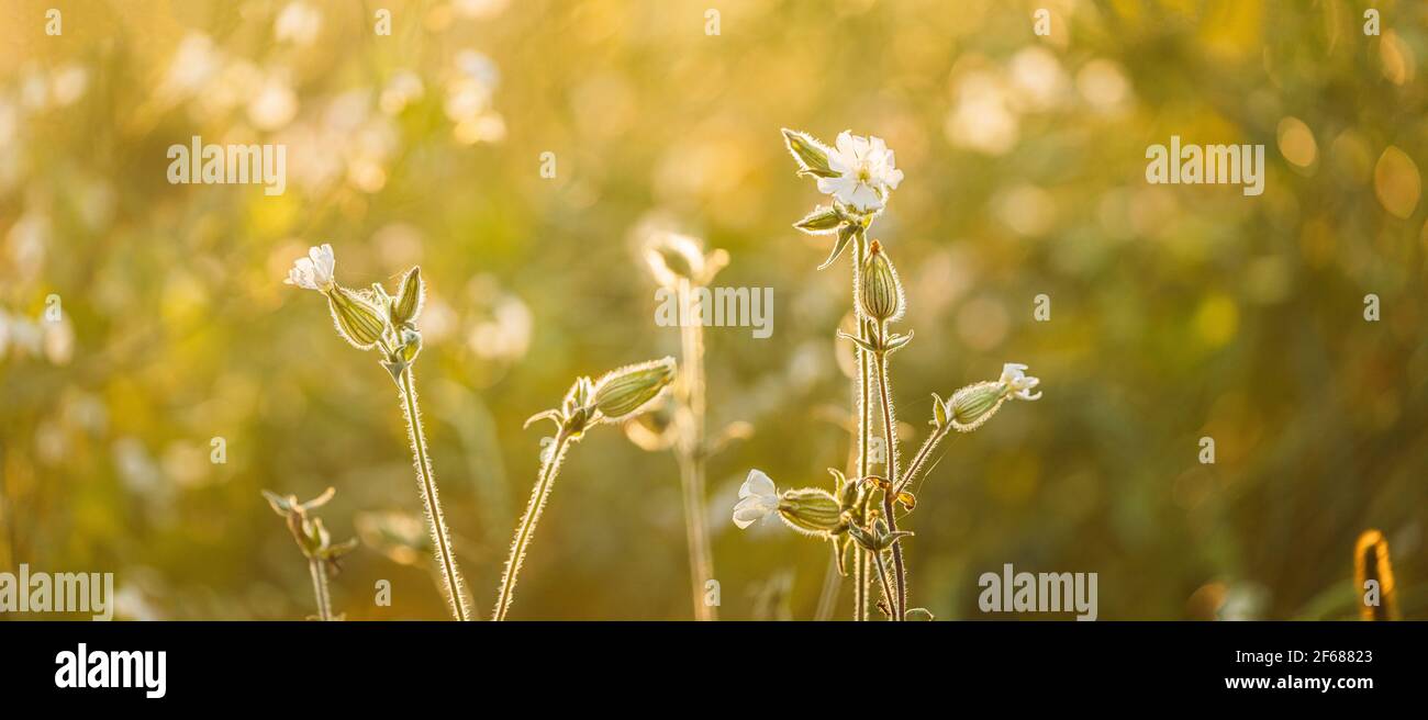 Silene Latifolia Subsp. Alba. Früher Melandrium Album. White Campion ist EINE zweihäusige blühende Pflanze in der Familie der Caryophyllaceae, die meisten von Stockfoto