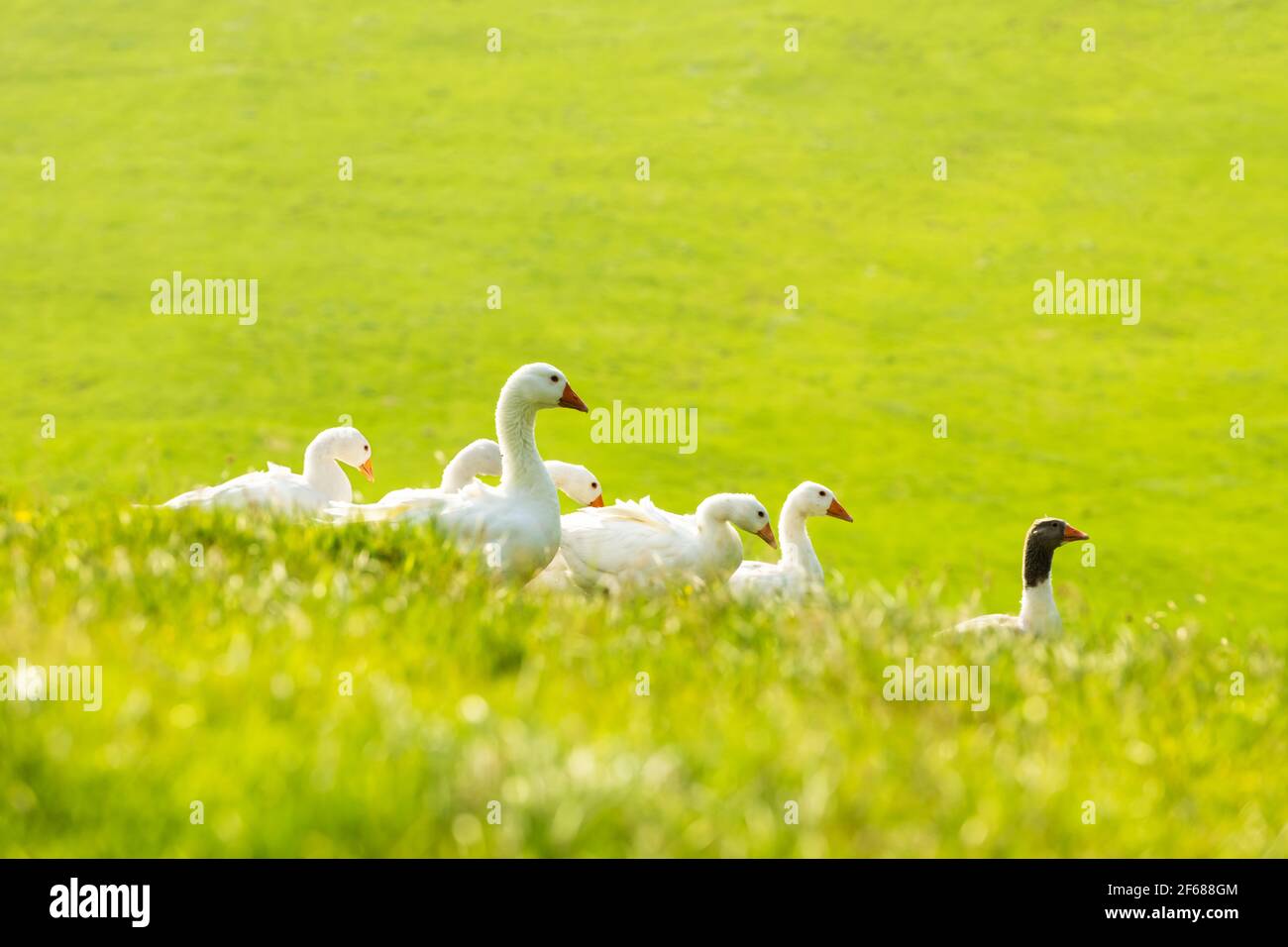 Weiße und graue Hausgänse im grünen Gras Stockfoto