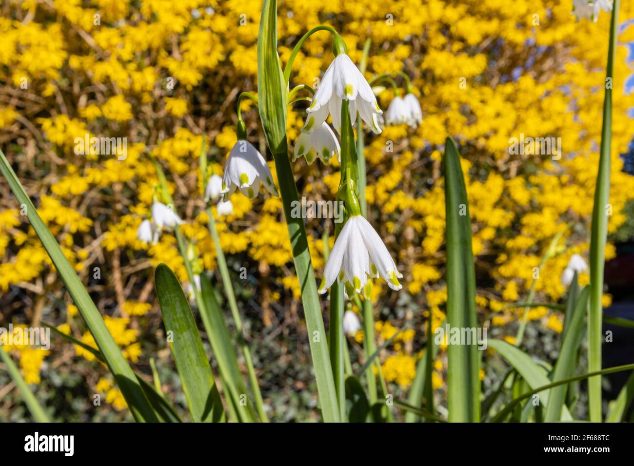 Weiße Sommerschneeflocken (Leucojum aestivum) durch eine gelbe Forsythia Hecke, die im Frühjahr in einem Garten in Surrey, Südostengland an einem sonnigen Tag blüht Stockfoto