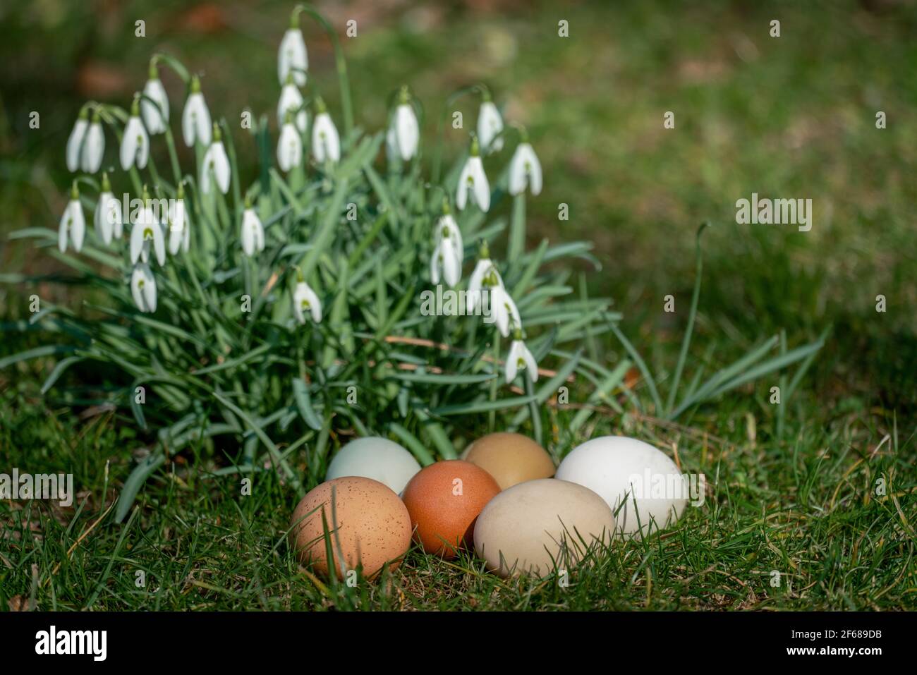 Sechs verschiedene farbige Freilandeier auf einem Rasen Im Frühling Sonnenschein mit Frühlingsblumen im Hintergrund Stockfoto