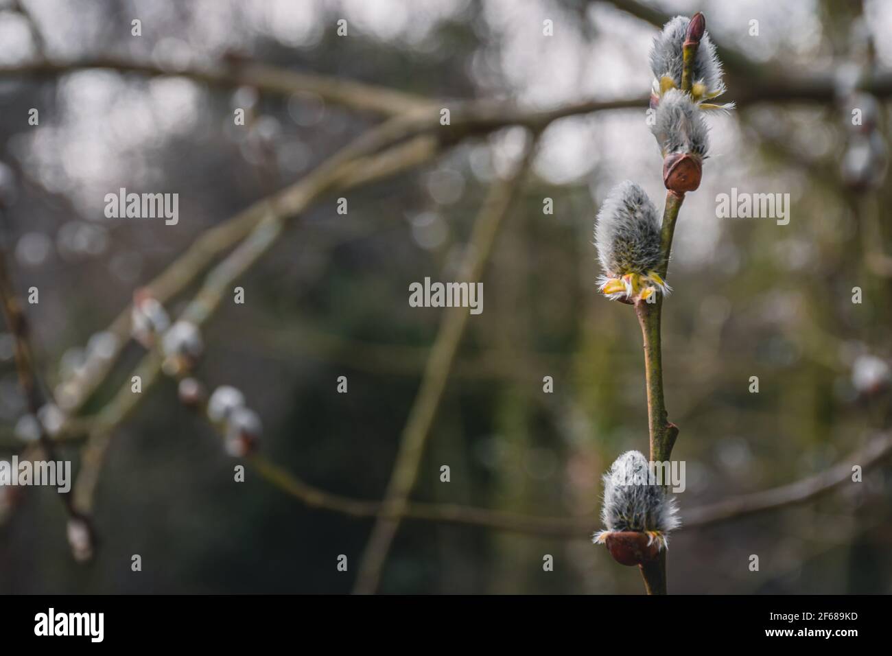 Pussy Weidenzweig mit flauschigen grauen Knospen Stockfoto