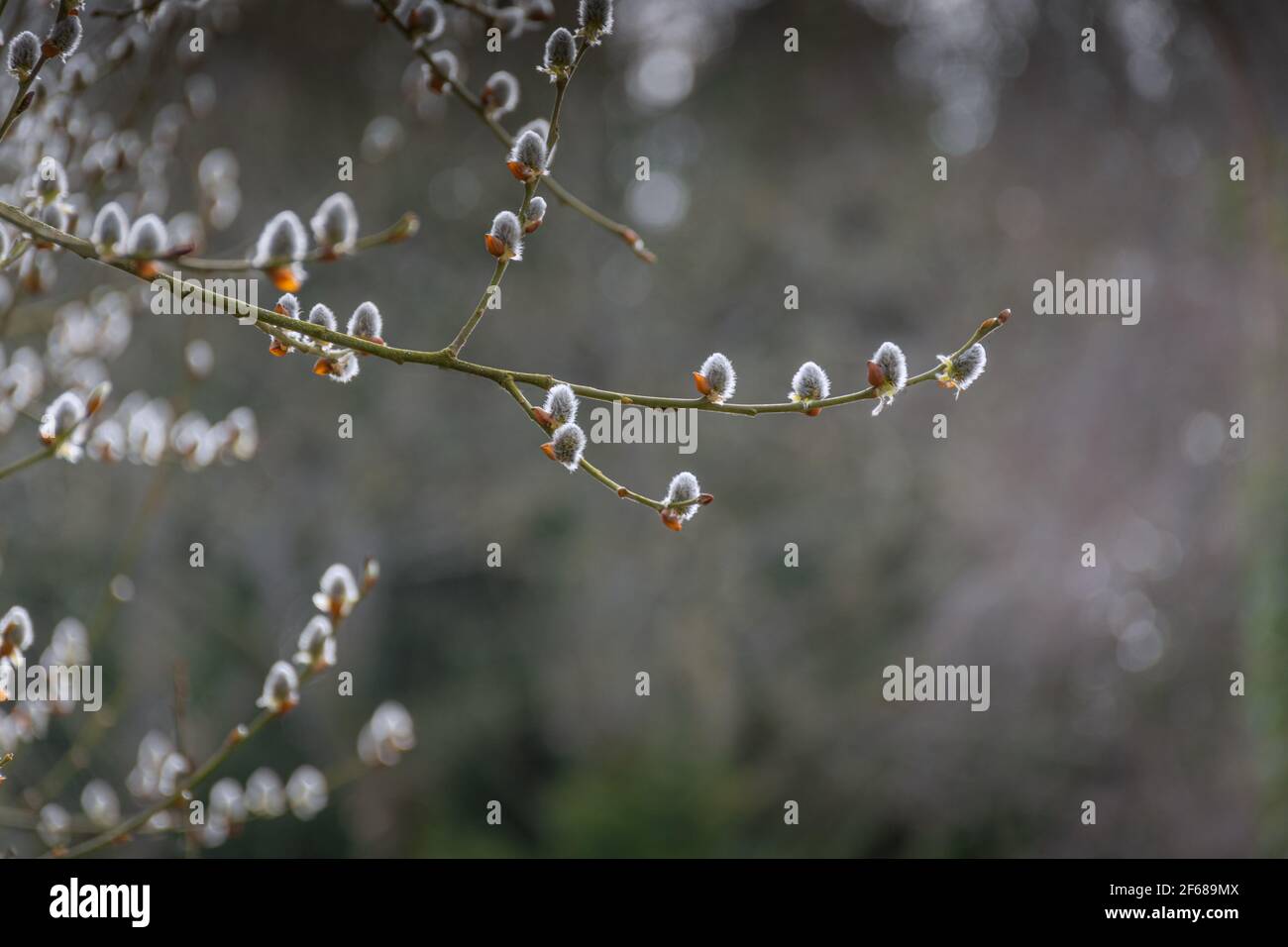 Pussy Weidenzweig mit flauschigen grauen Knospen an FrühlingsOstern Auf hellem unscharfen Hintergrund Stockfoto