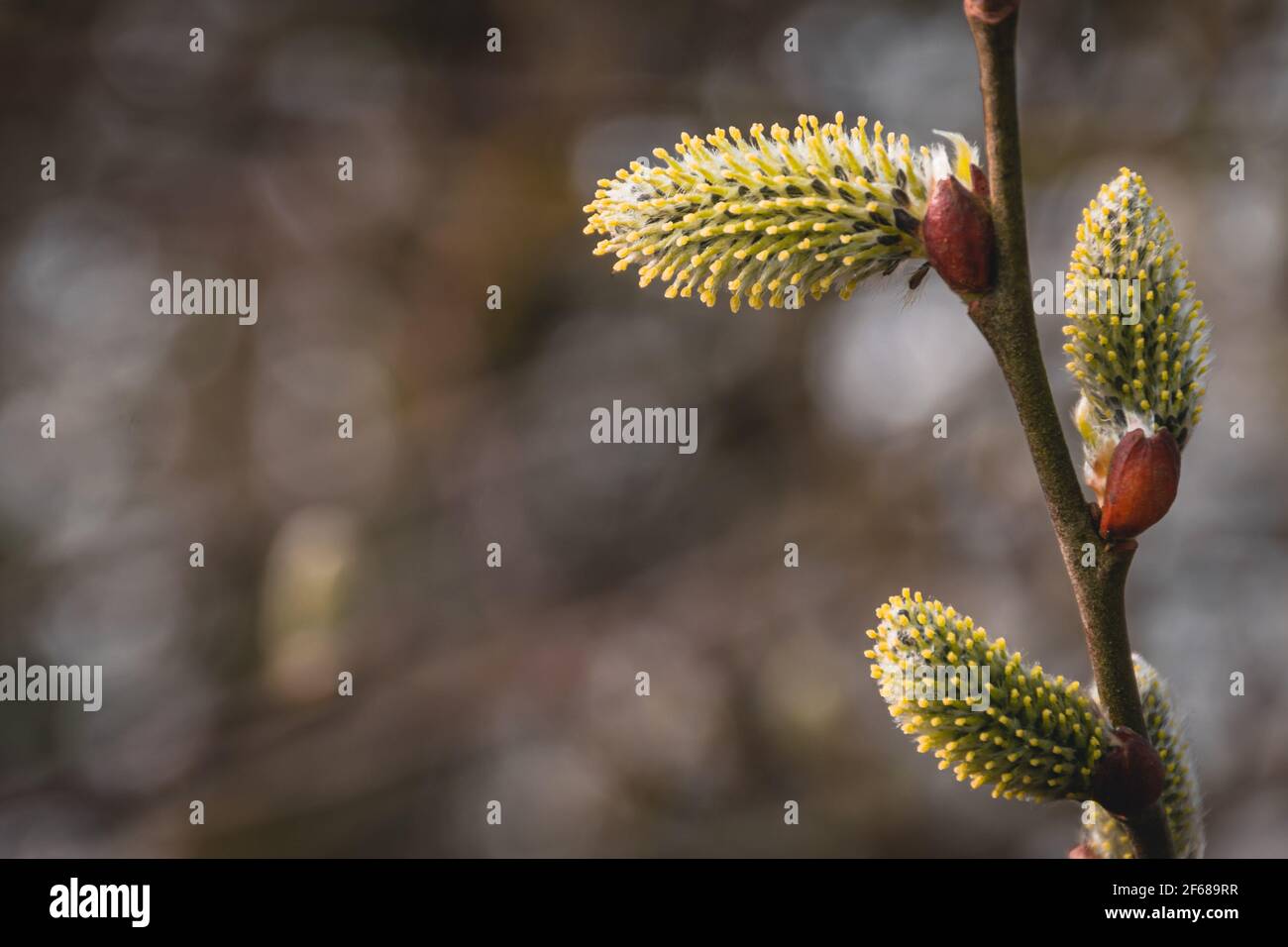 Gelb flauschige Muschi Weidenzweig, Zweig im Osterfrühling auf verschwommenem braunen Hintergrund Stockfoto