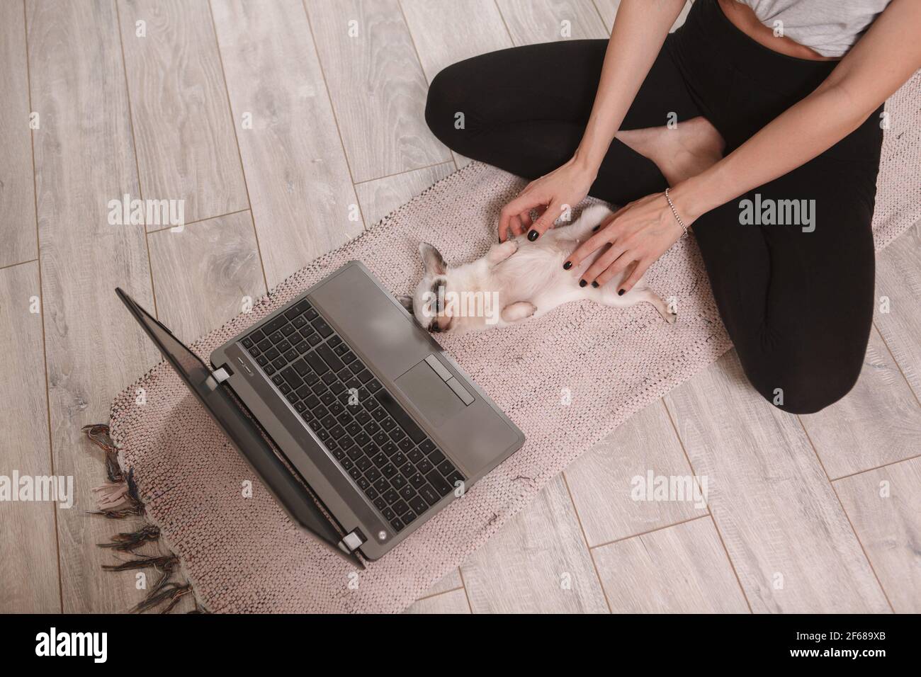 Draufsicht Schuss einer Frau reiben Bauch von niedlich chihuahua Welpe während der Arbeit von zu Hause aus Stockfoto Draufsicht Schuss einer Frau reiben Bauch von niedlich chihuahua Welpe während der Arbeit von zu Hause aus Stockfoto