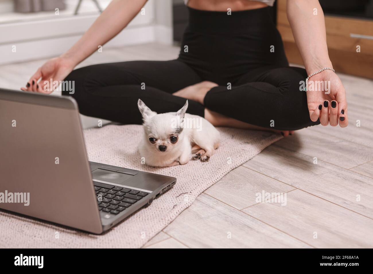 Nette chihuahua Hündin, die während der Meditation in der Nähe ihrer Besitzerin liegt Vor dem Computer Stockfoto Nette chihuahua Hündin, die während der Meditation in der Nähe ihrer Besitzerin liegt Vor dem Computer Stockfoto