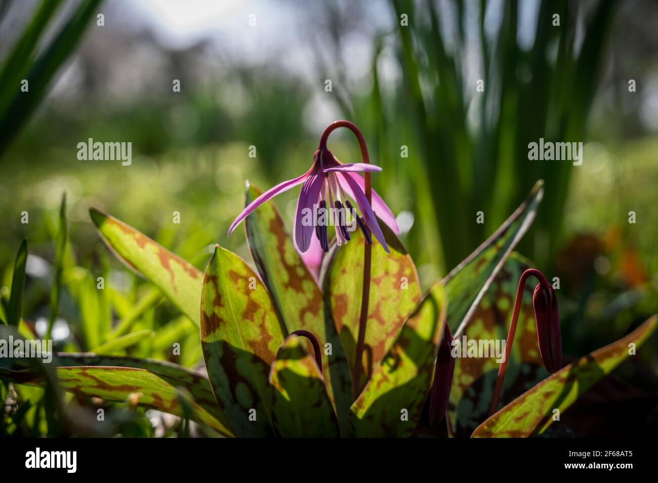 Eine violette Hahnentrittblume in Wäldern in Irland Stockfoto