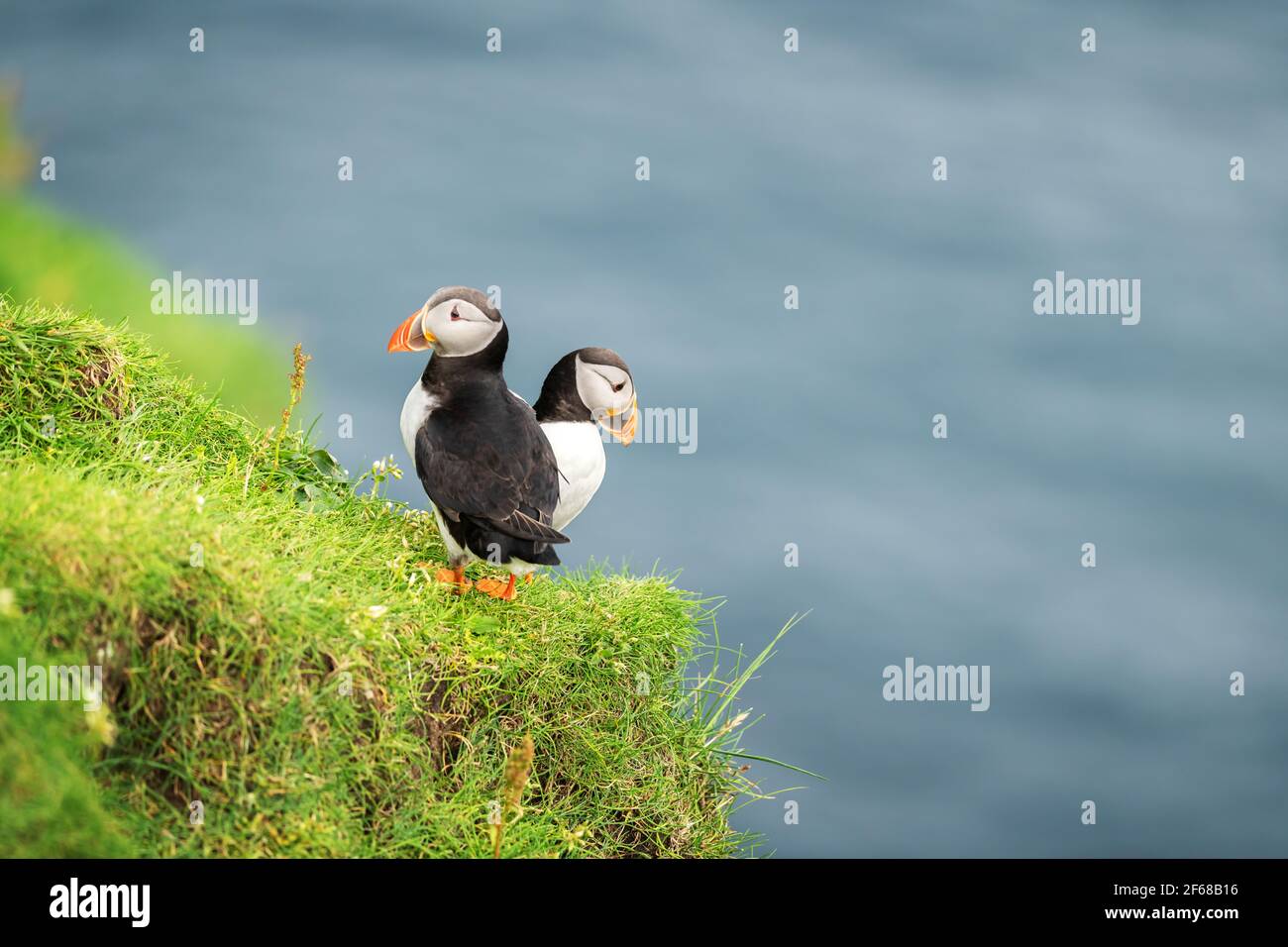 Ein paar berühmte färöer Vögel - Papageientaucher Stockfoto