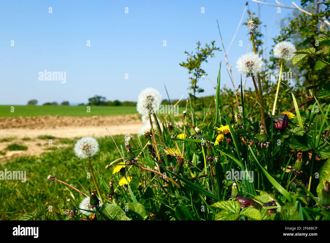 Löwenzahn (Taraxacum officinale) in Hecken neben dem neu gepflanzten Weizenfeld im Medway Valley bei Haysden im Frühsommer, Kent, Großbritannien Stockfoto