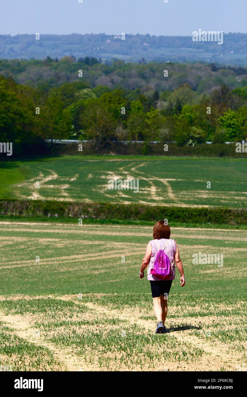 Frau, die im Frühsommer in Kent, England, über das Feld des neu gepflanzten Weizens auf dem Wealdway-Fernwanderweg zwischen Bidborough und Haysden wandert Stockfoto