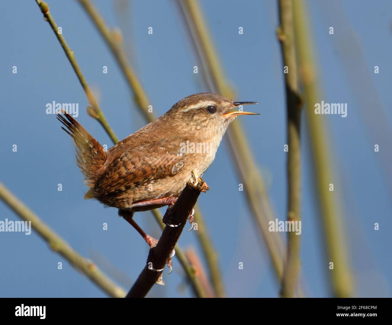 Wren Tiny British Bird thront auf Zweig mit offenem Schnabel. Stockfoto