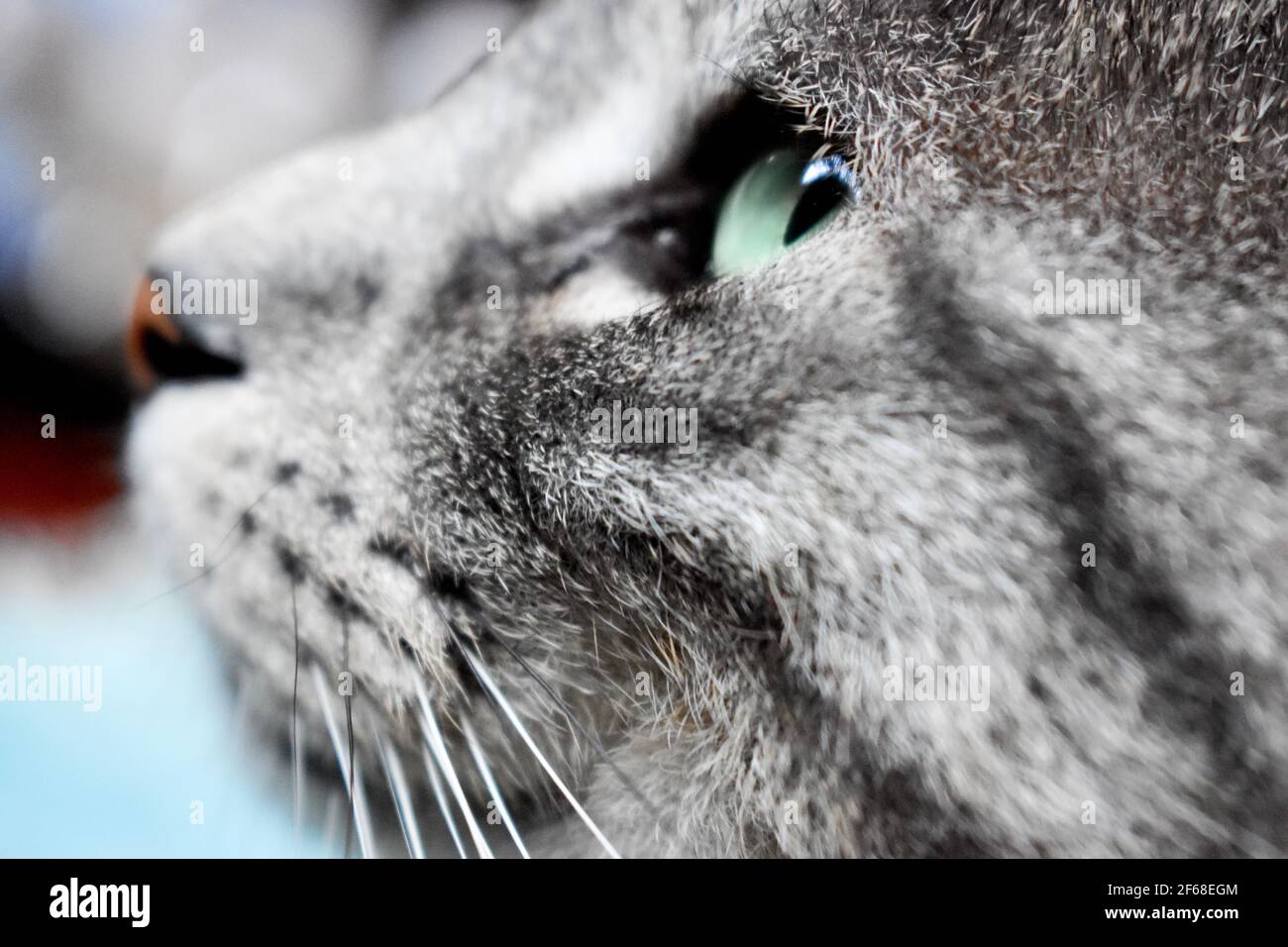 Schöne graue Katze mit grünen Augen Stockfoto