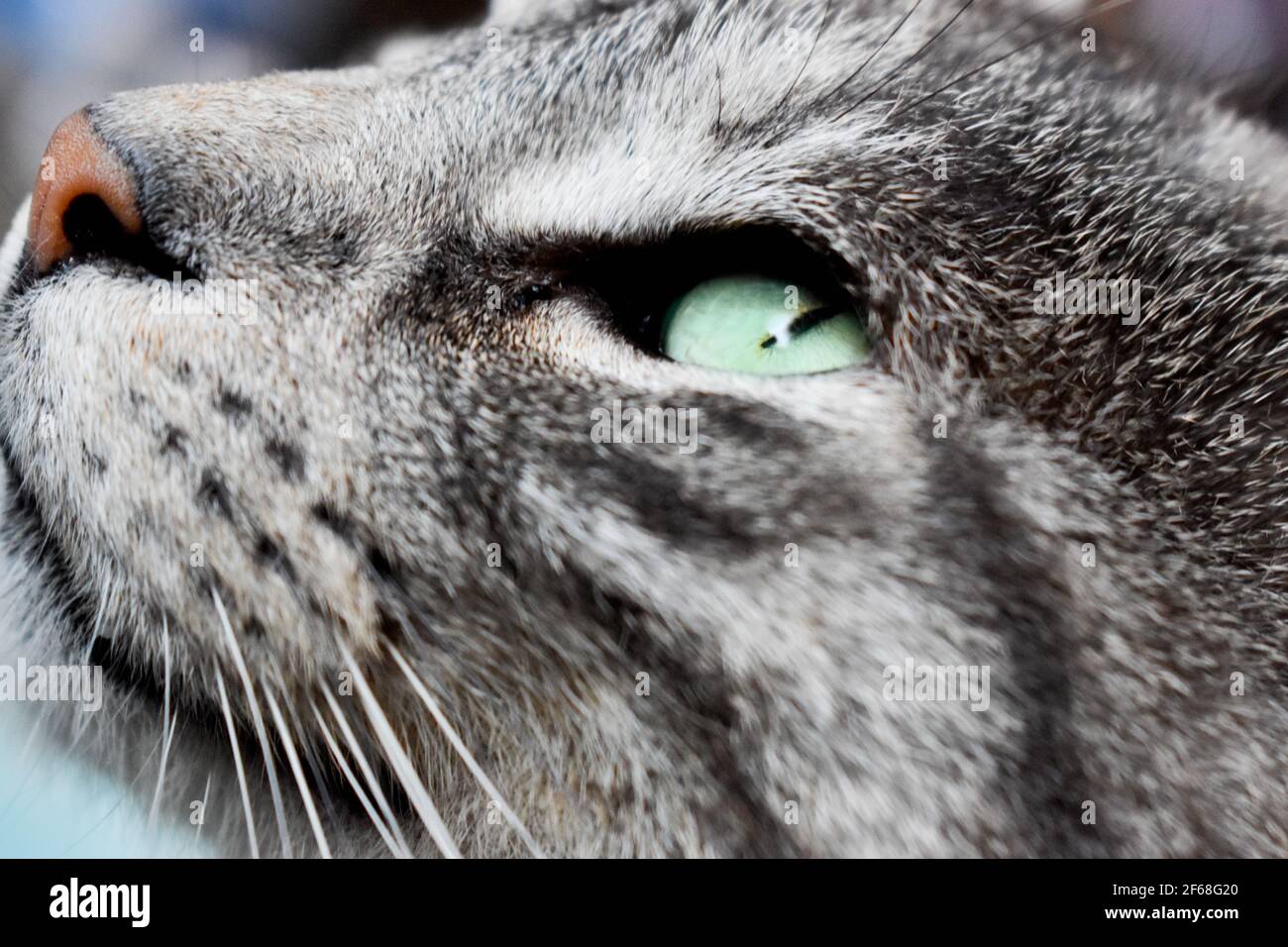 Schöne graue Katze mit grünen Augen Stockfoto