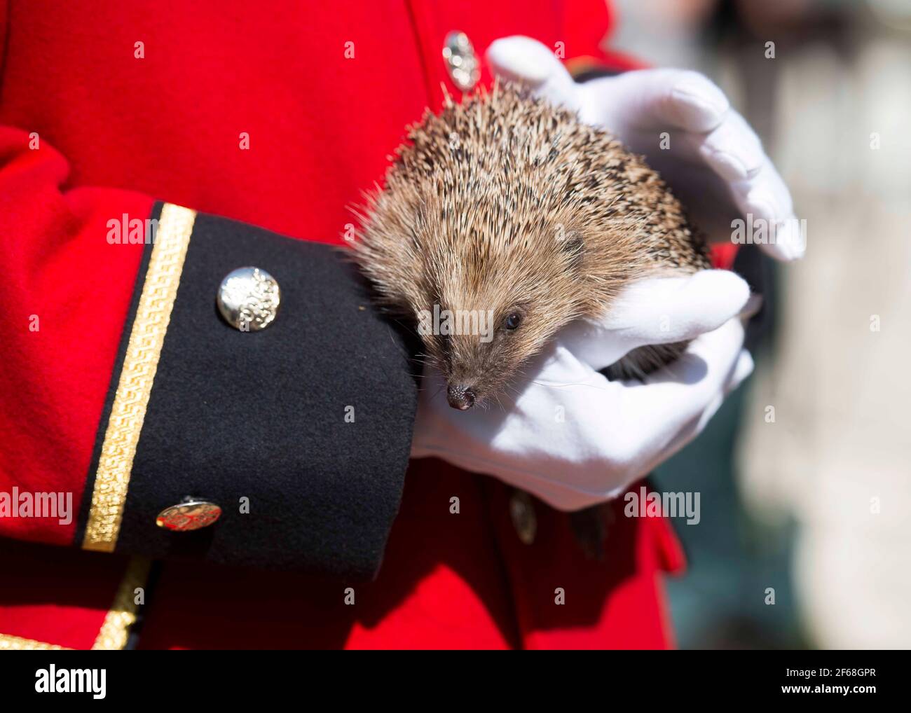 Gesamtansicht eines Igels, der von einem Chelsea-Rentner im Hedgehog Street Garden, Hampton Court Palace Flower Show 2014, im Hampton Court - London gehalten wird Stockfoto