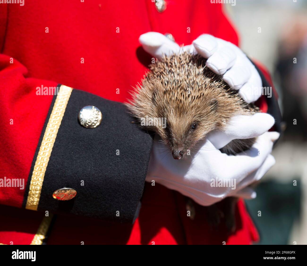 Gesamtansicht eines Igels, der von einem Chelsea-Rentner im Hedgehog Street Garden, Hampton Court Palace Flower Show 2014, im Hampton Court - London gehalten wird Stockfoto